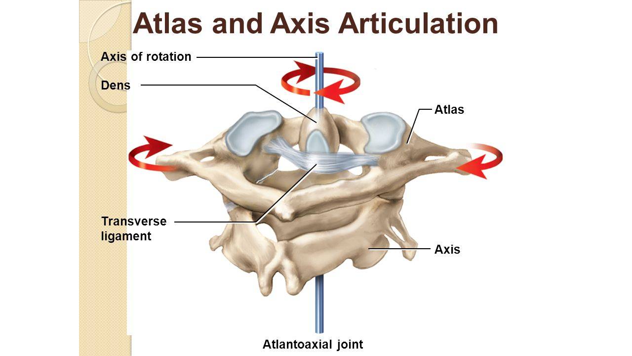 Joints – Atlantoaxial Joint Complex