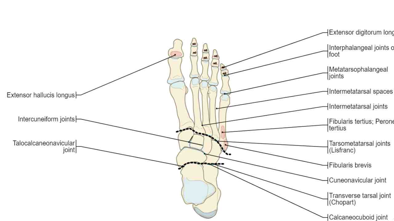 Joints – Entire Lower Extremity