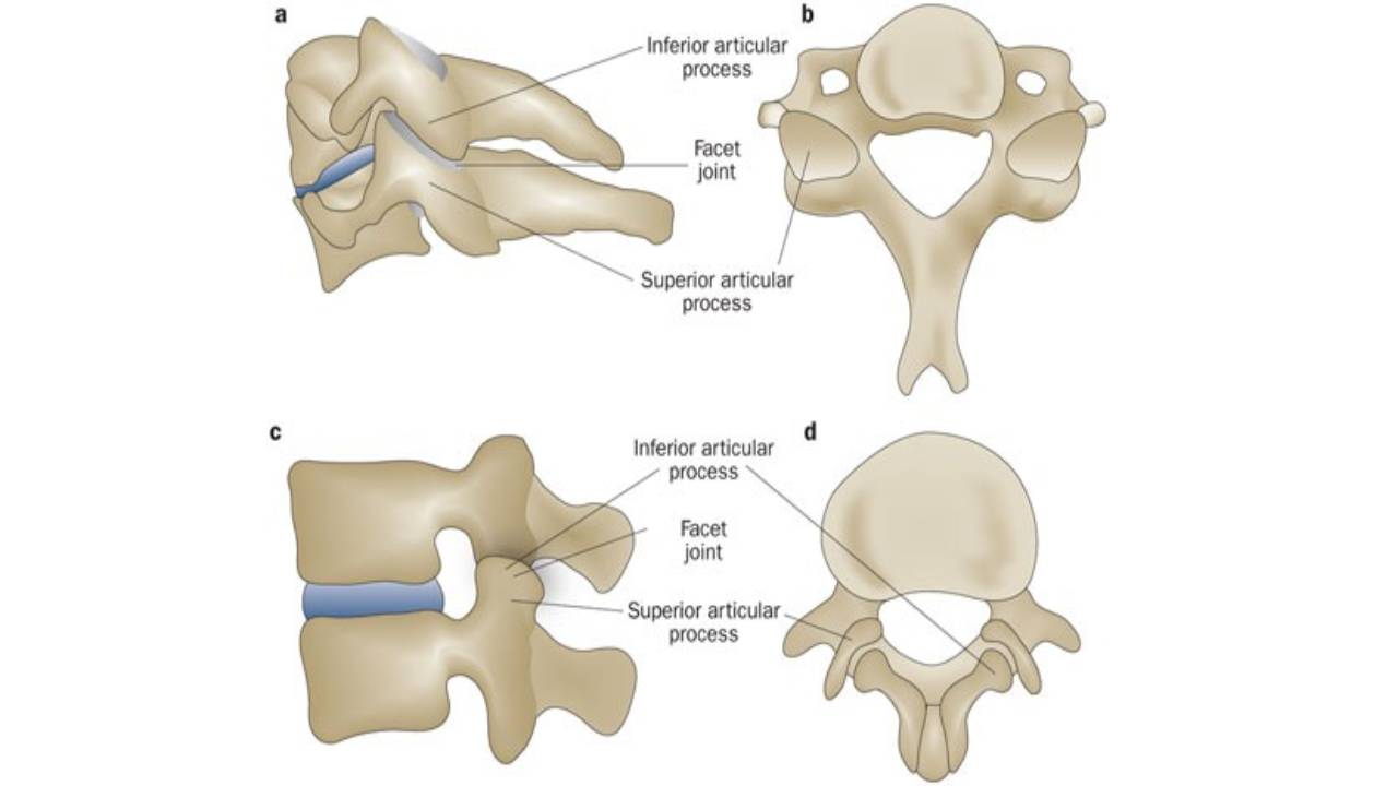 Joints – Entire Spine