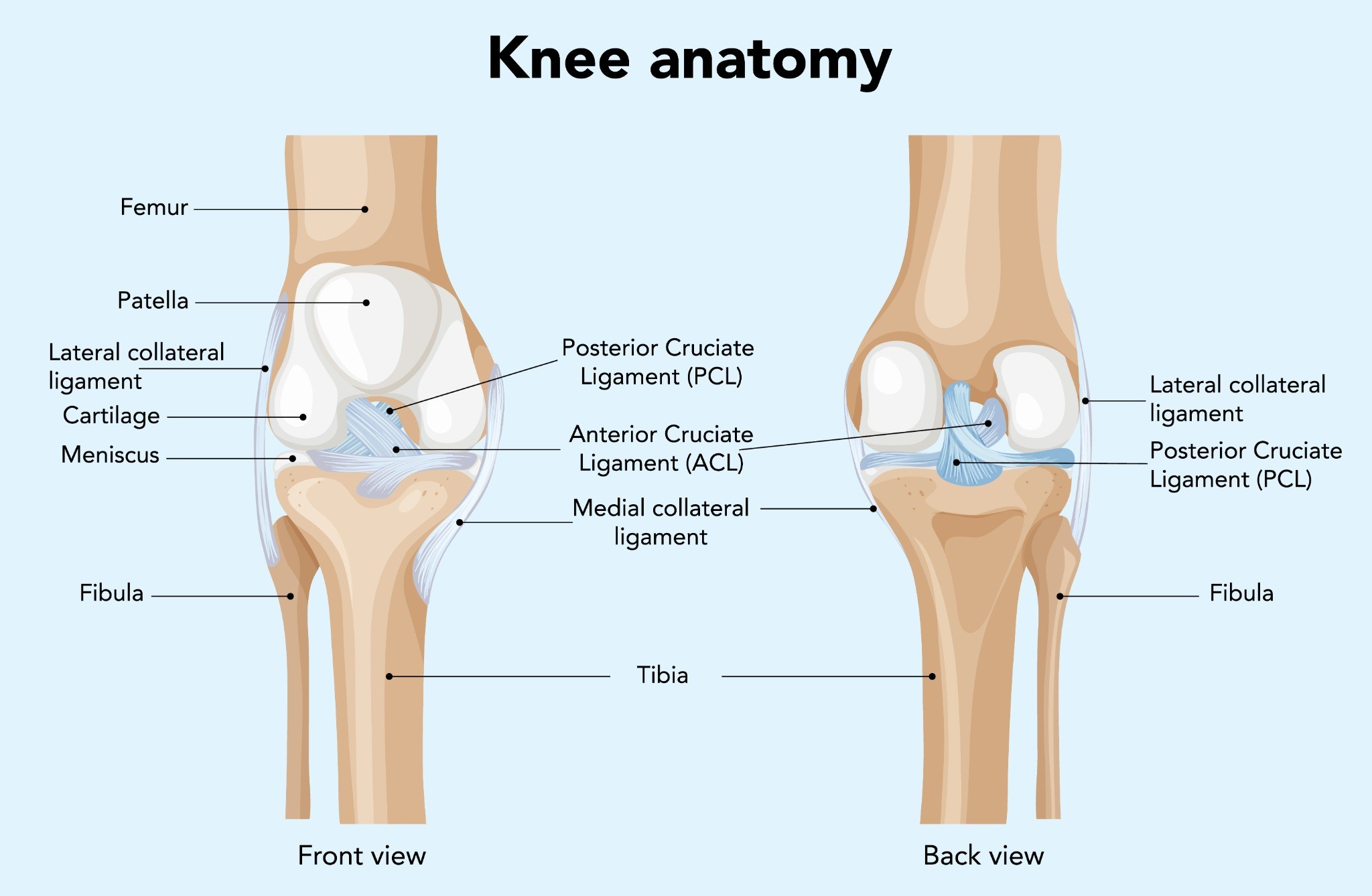 Joints + Knee