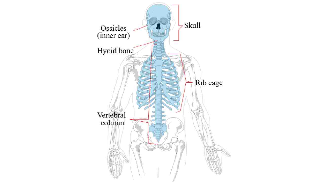 Joints of the Axial Body