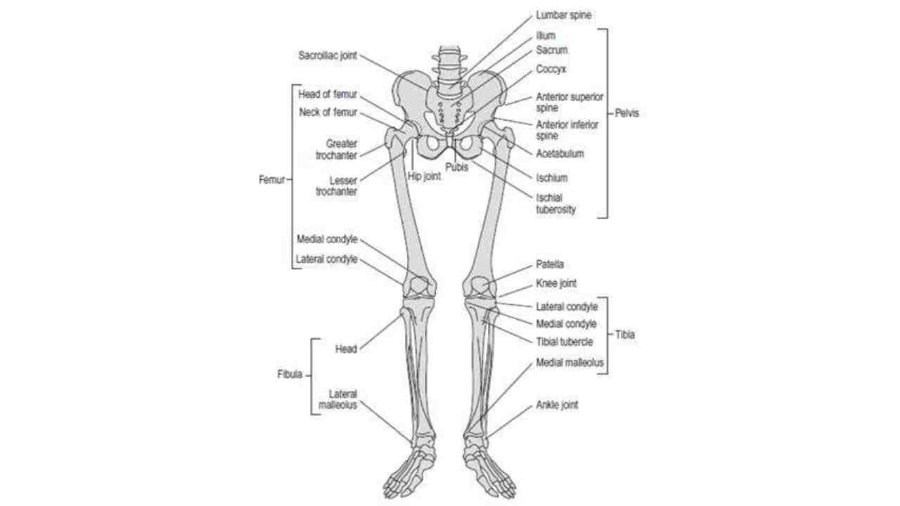 Joints of the Lower Extremity