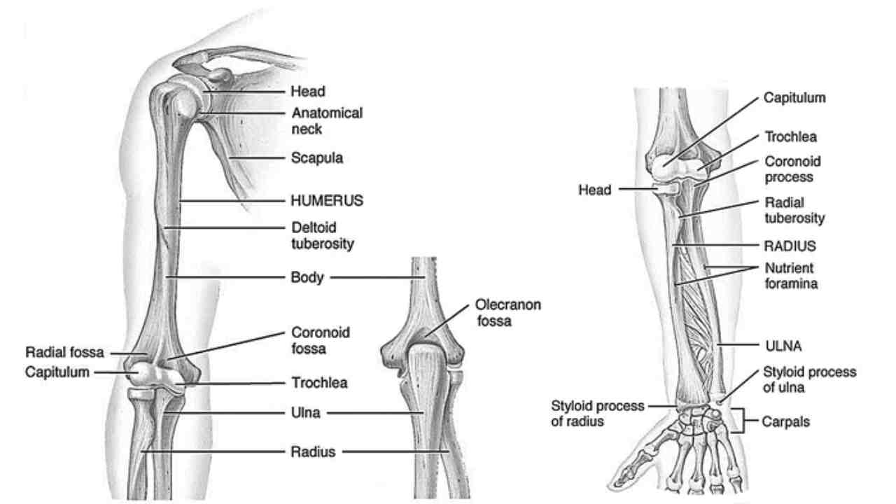 Joints of the Upper Extremity