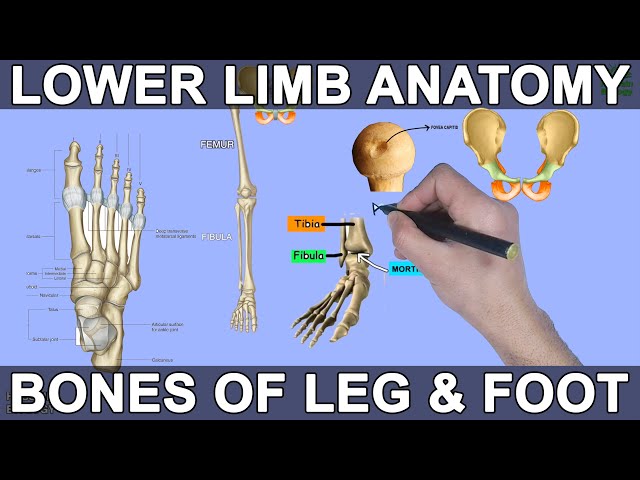 Leg