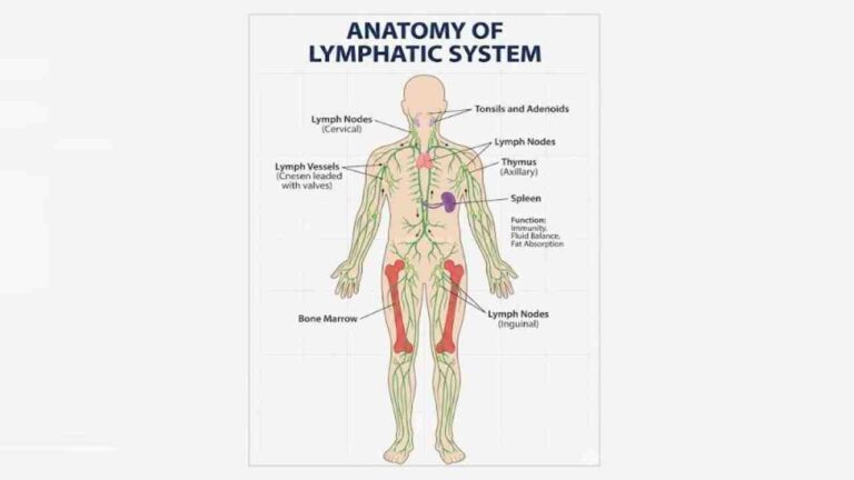 Lymphatic System