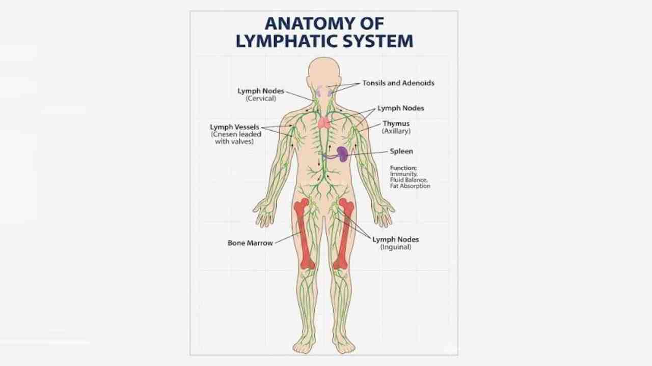 Lymphatic System