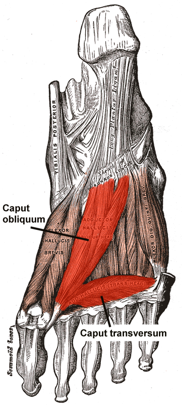 Adductor Hallucis