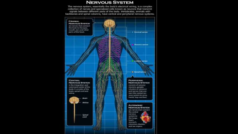 Nervous System