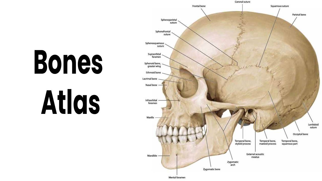 Bones – Atlas