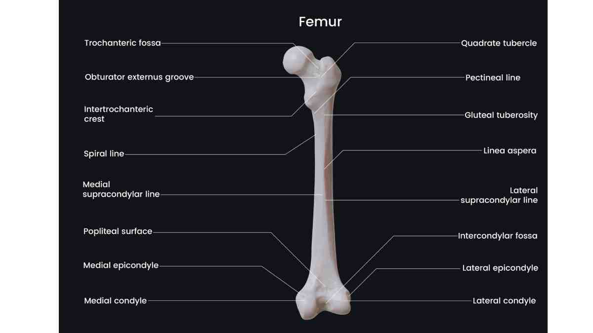 Bones – Femur