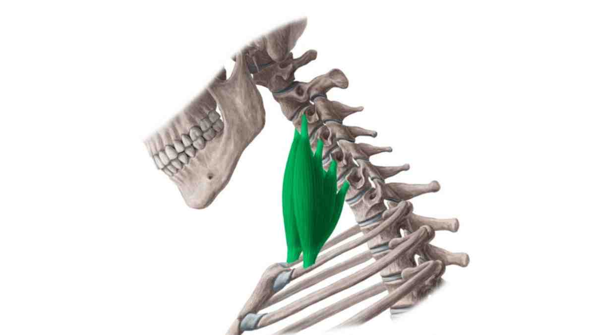 Anterior Scalene