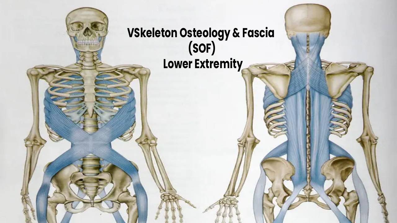 Skeleton Osteology and Fascia (SOF) – Lower Extremity