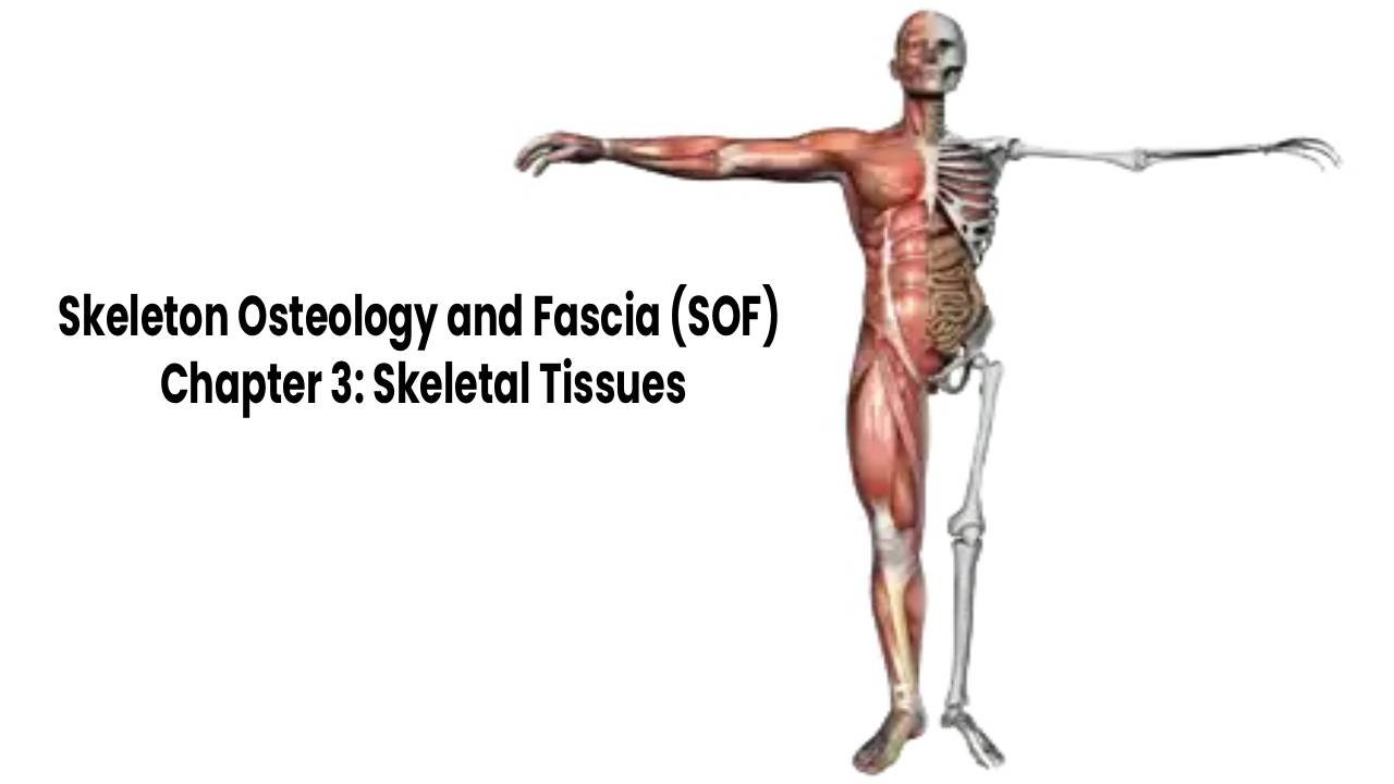 Skeleton Osteology and Fascia (SOF) – Chapter 3: Skeletal Tissues