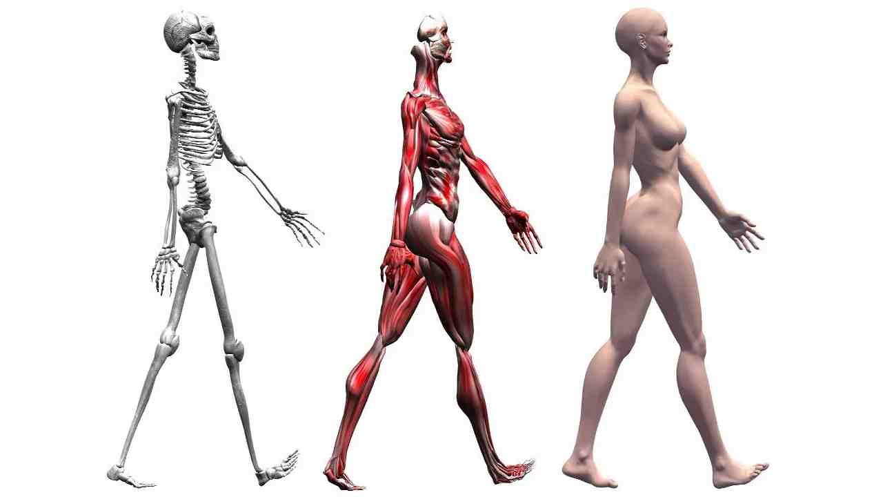 Posture and the Gait Cycle