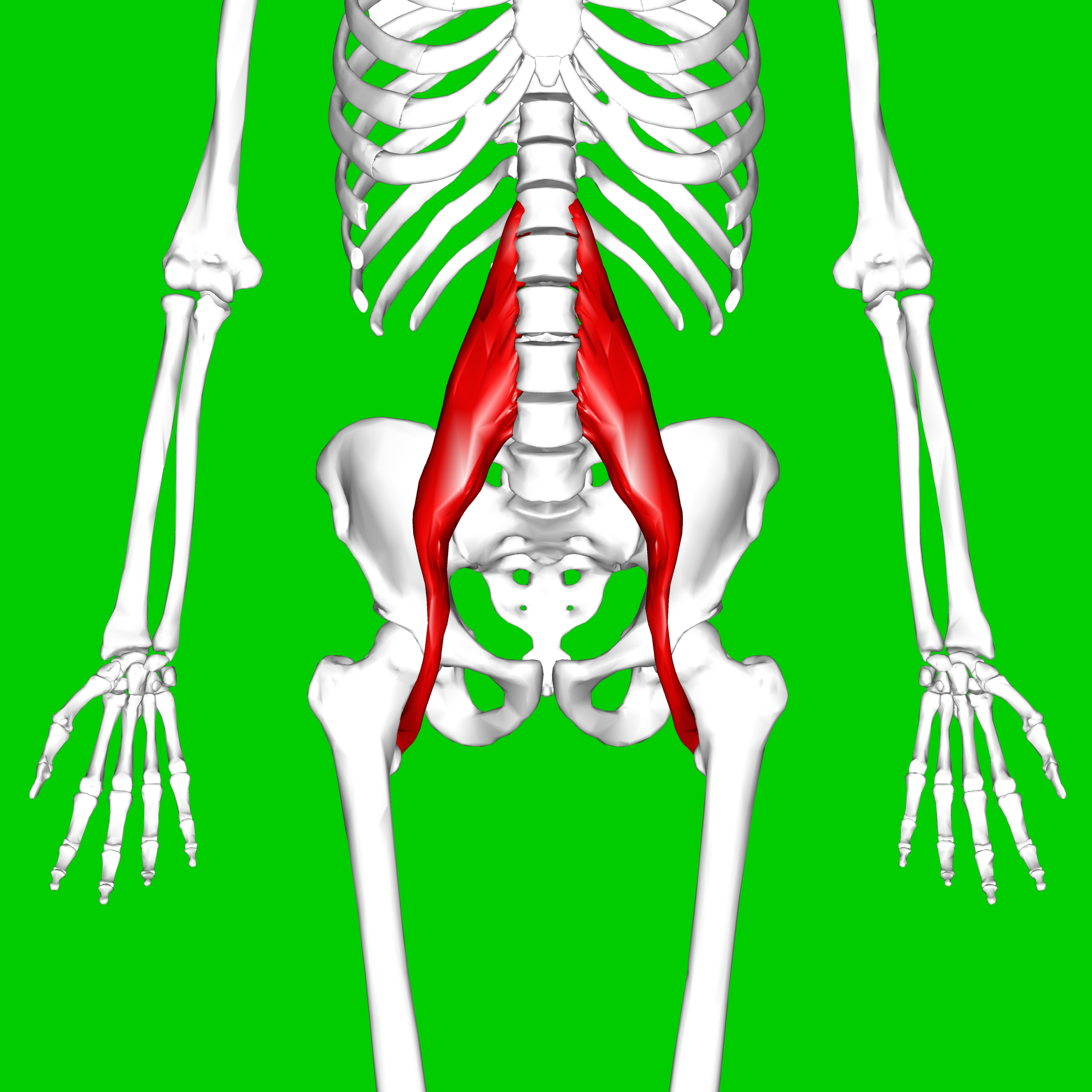 Psoas Major