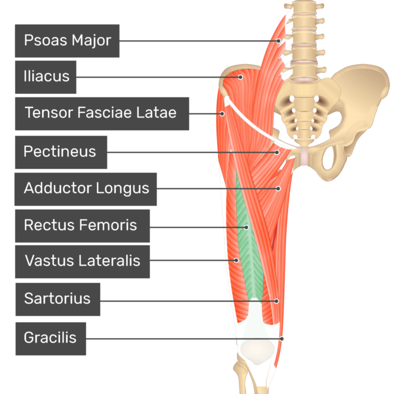 Rectus Femorisac