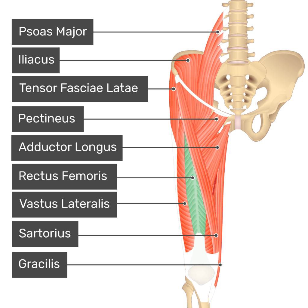 Rectus Femorisac