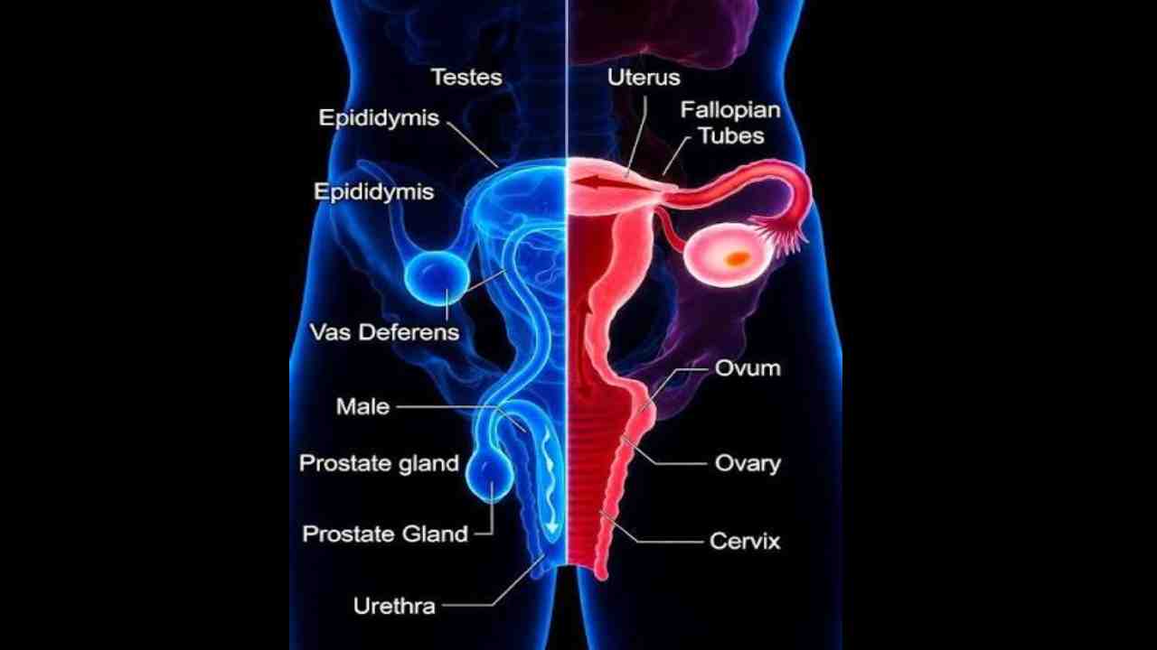 Reproductive System