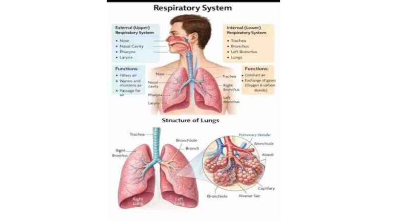 Respiratory System