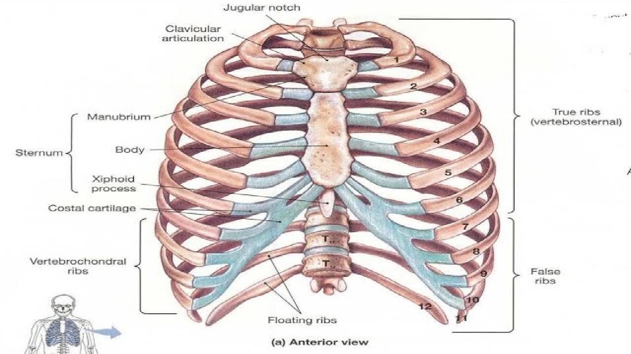 Rib -Spine Articulation