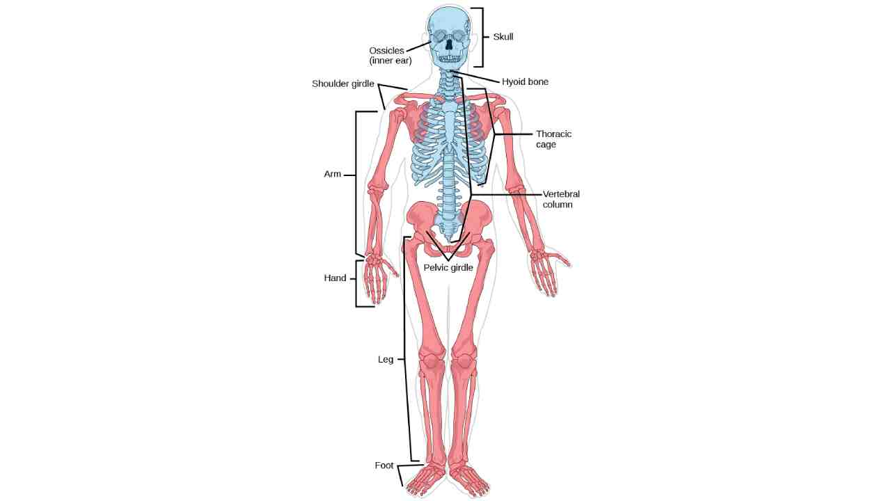 Roles of Muscles