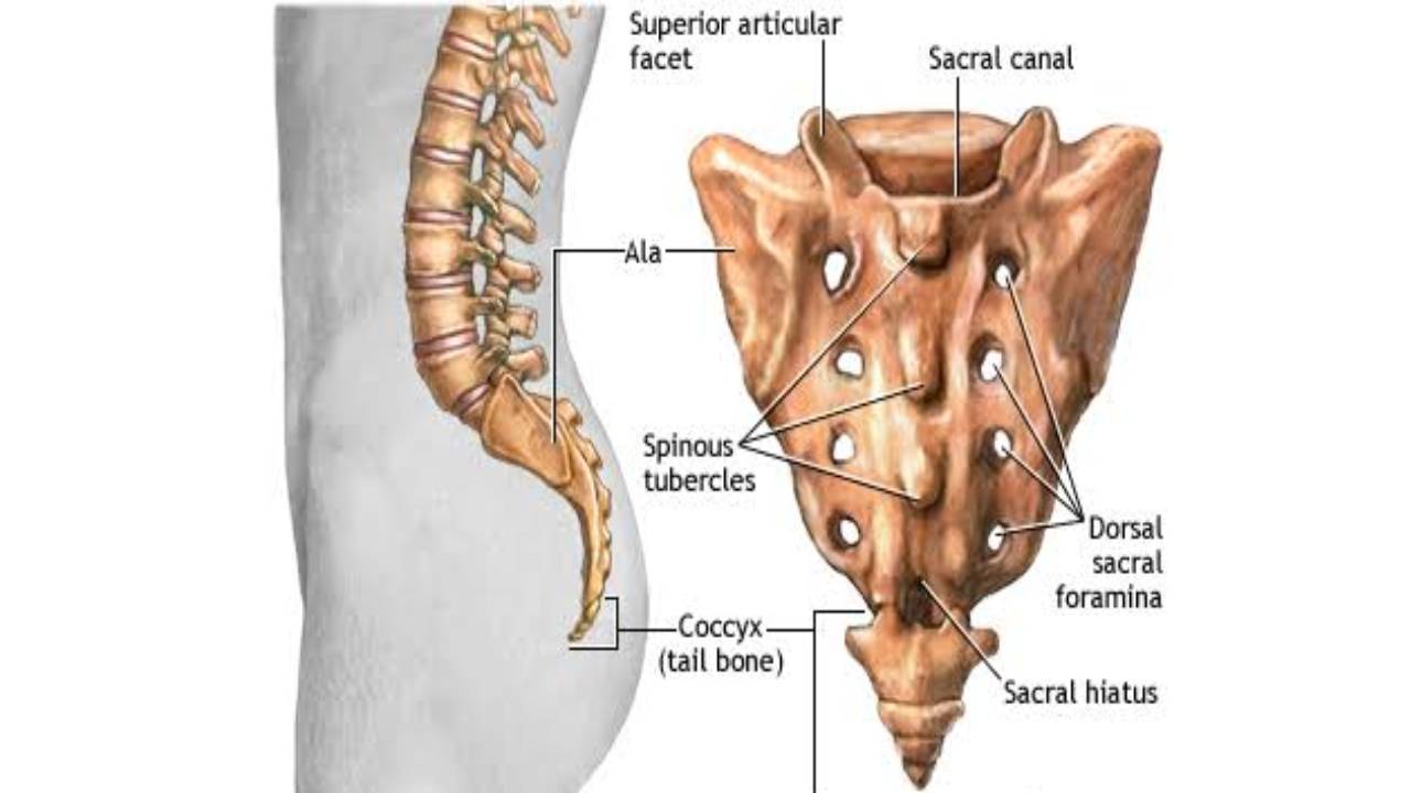 Sacrum – Coccyx