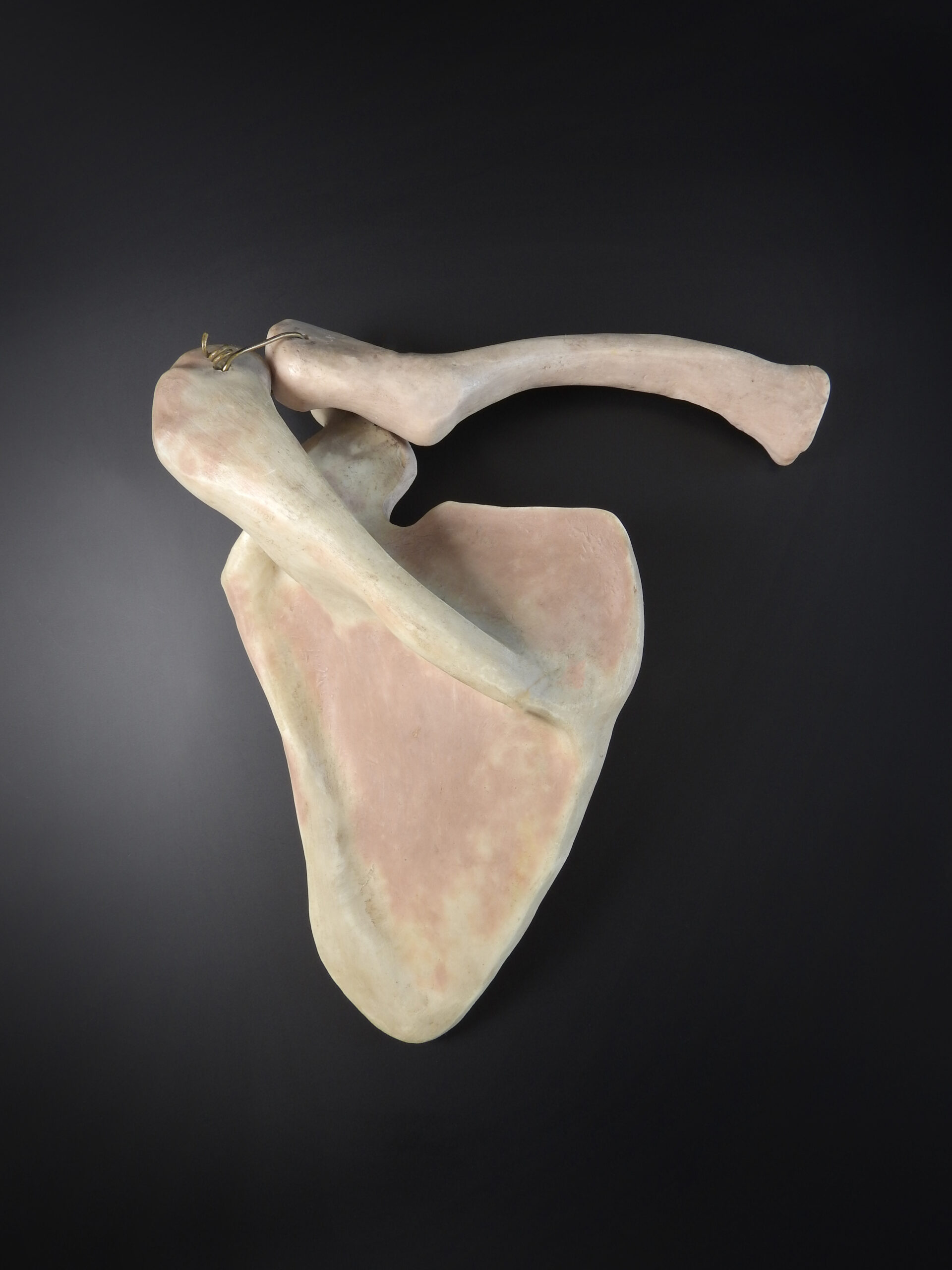 Scapula