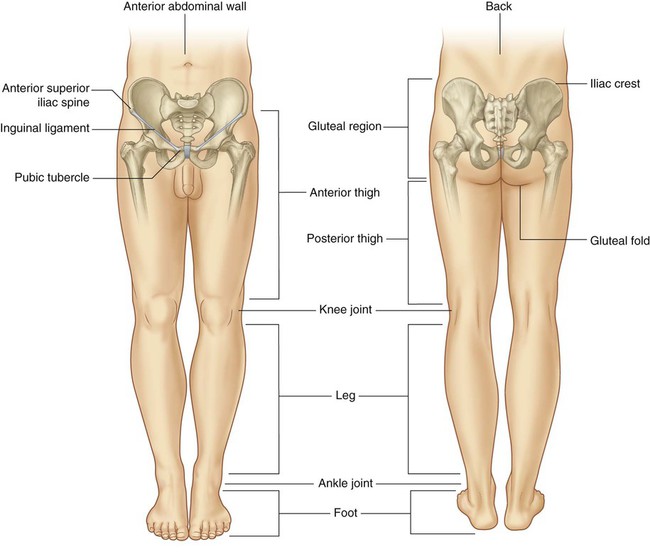 Lower Extremity Region
