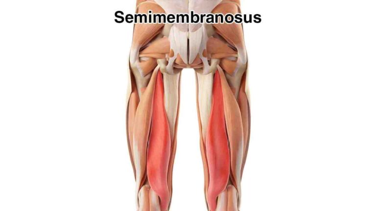 Semimembranosus
