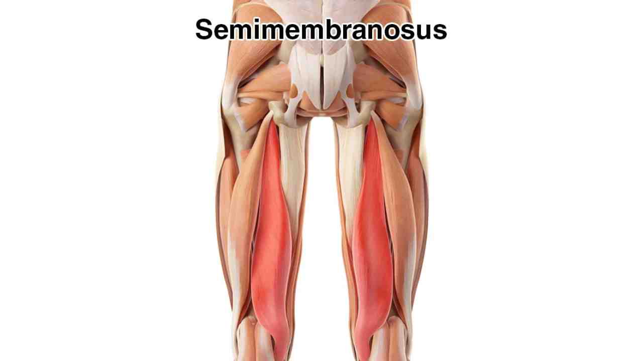 Semimembranosus