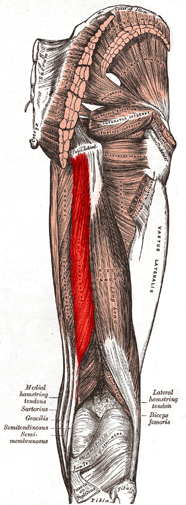 Semitendinosus