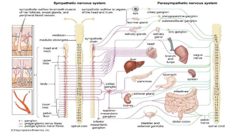 Sensory System