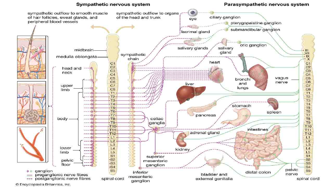 Sensory System