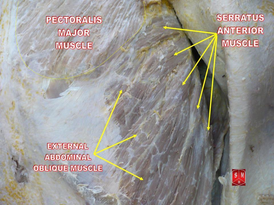 Serratus Anterior