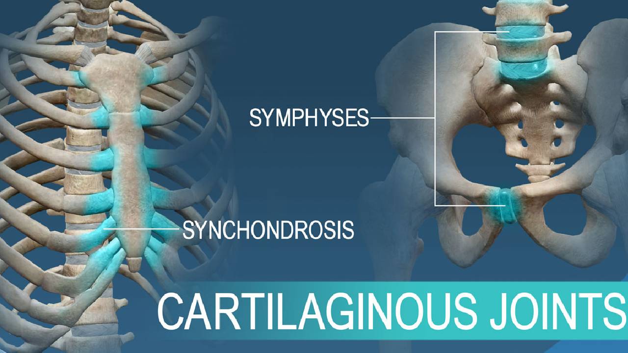 Skeleton Arthrology (SA) – Chapter 11: Attachments and Actions of Muscles