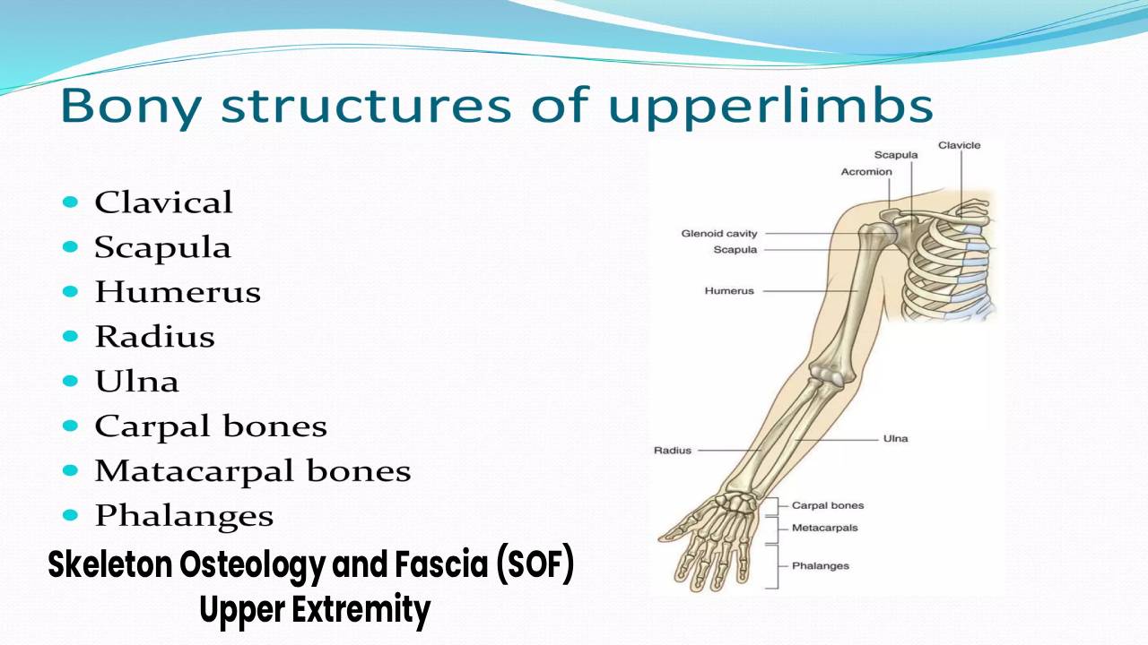 Skeleton Osteology and Fascia (SOF) – Upper Extremity