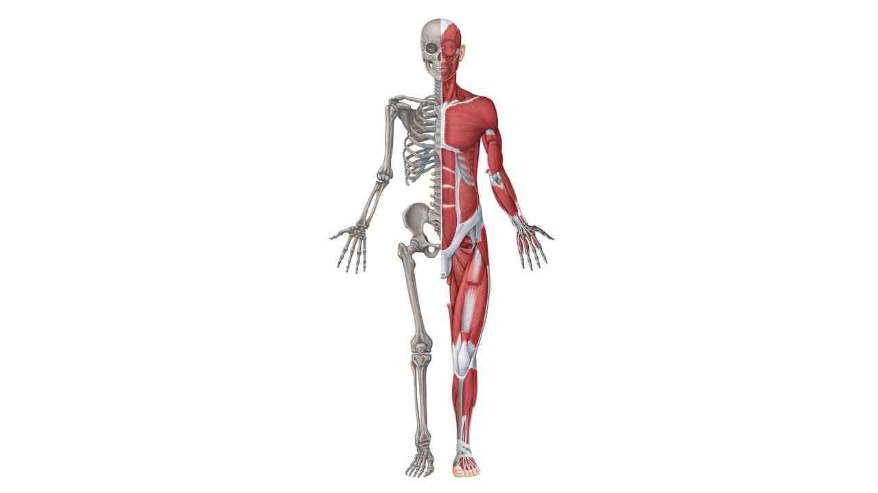 The Neuromuscular System