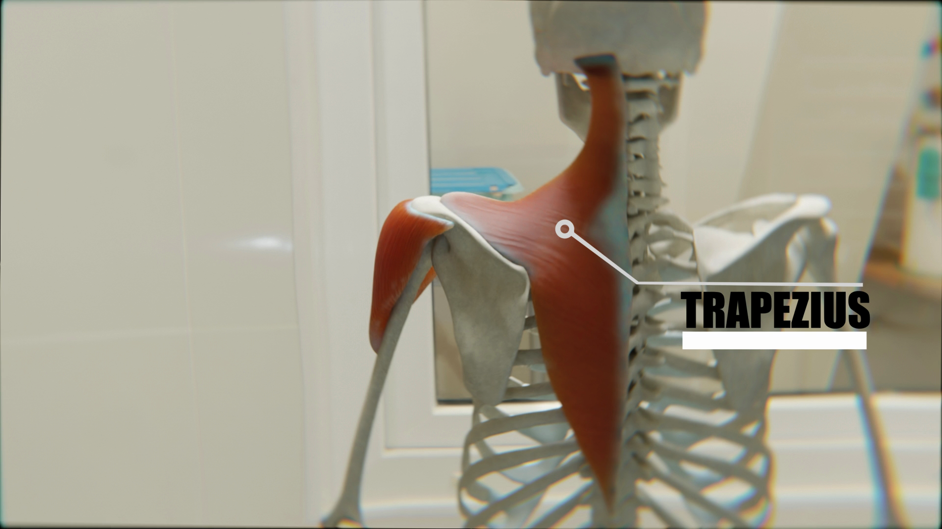 1.Trapezius
