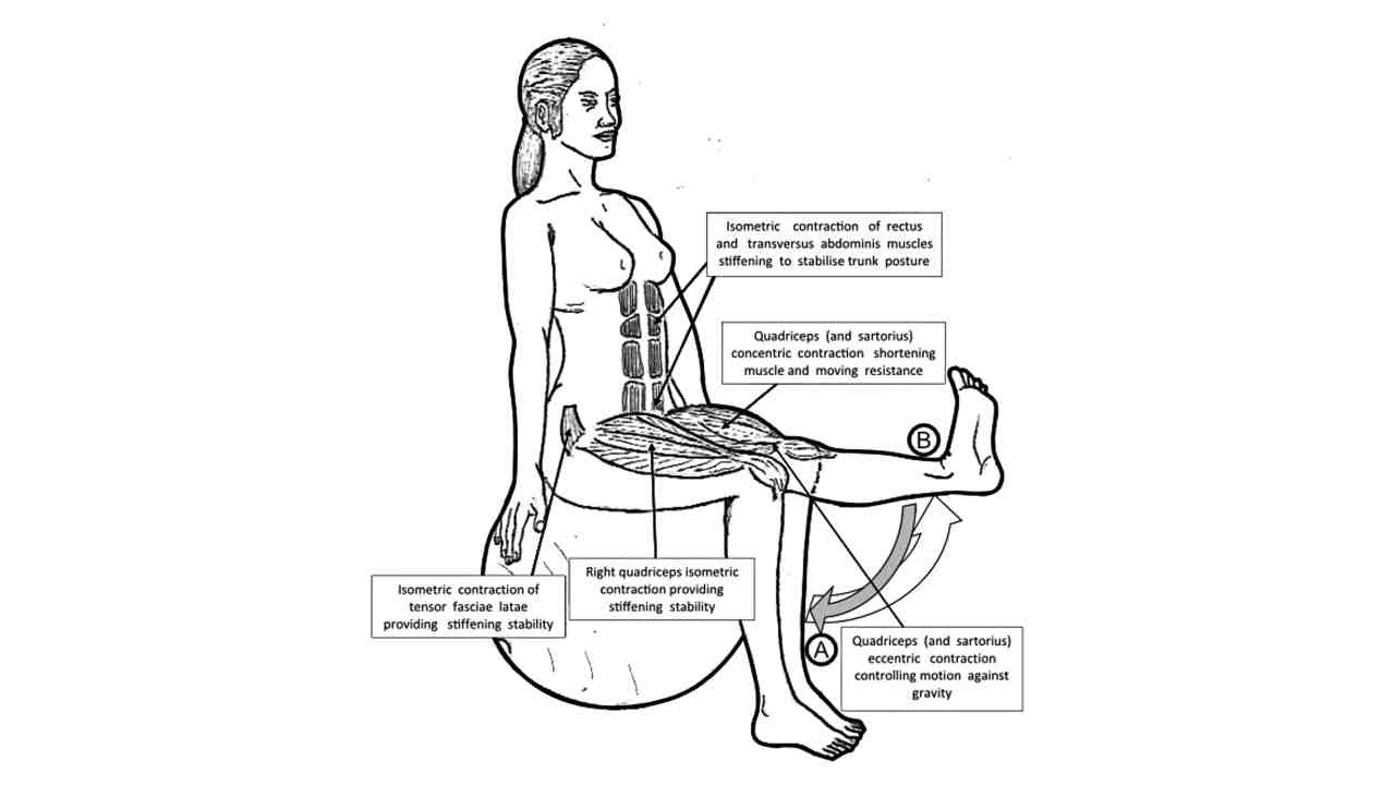 Types of Muscle Contractions
