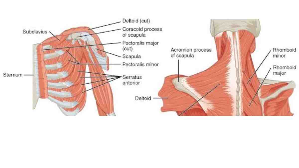 Upper Extremity Region ARM – Pectoralis Major