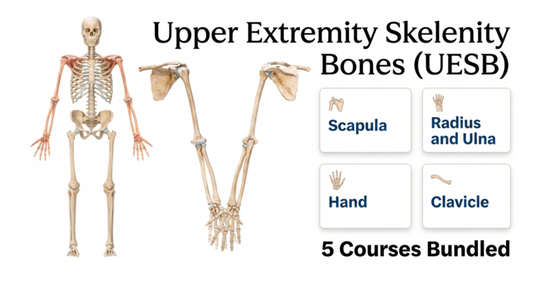 Upper Extremity Skeleton Bones( UESB ) – Deal with 5 Course Bundled