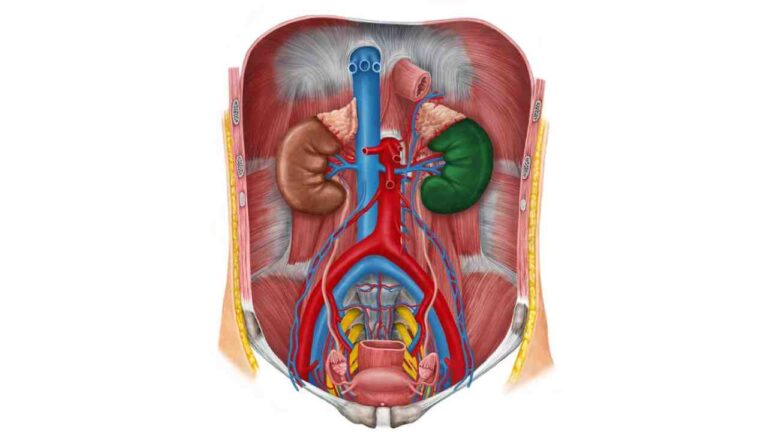Urinary System