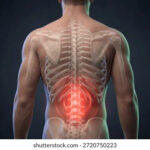 Axial Body Region