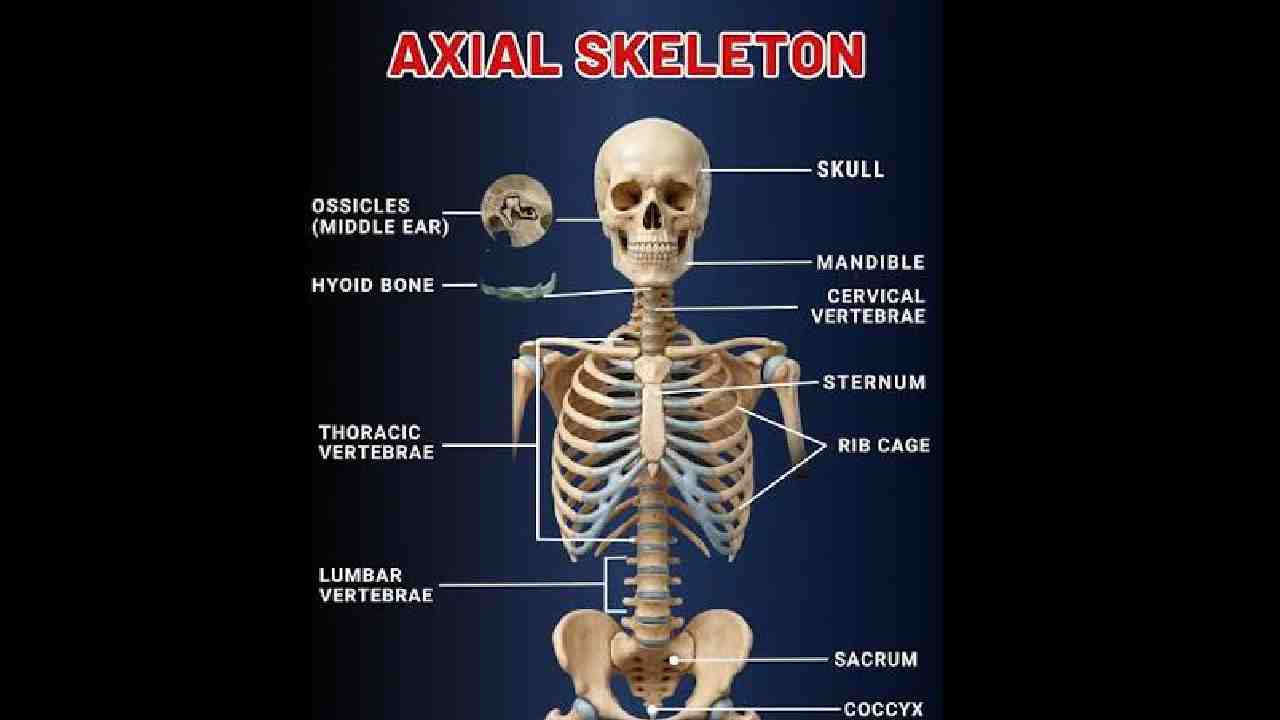Skeleton Osteology and Fascia ( SOF ) – Axial Body