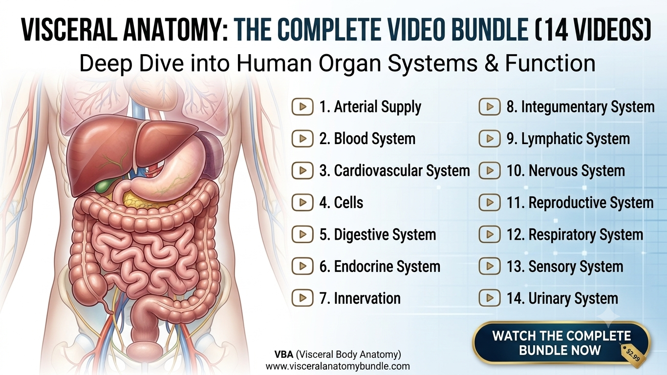 Visceral Anatomy